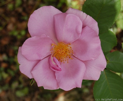 'Lilac Charm' rose photo