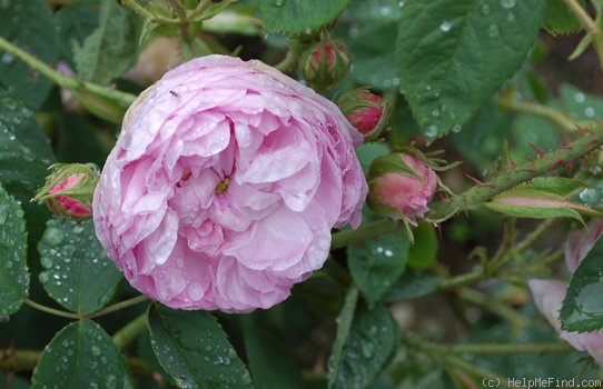 'Coralie (damask, Miellez, before 1828)' rose photo