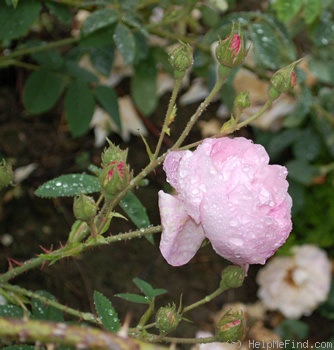 'Coralie (damask, Miellez, before 1828)' rose photo