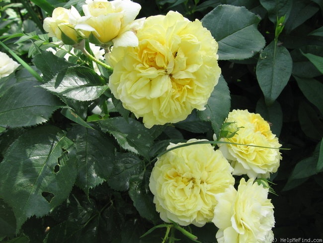'Yellow Button ®' rose photo