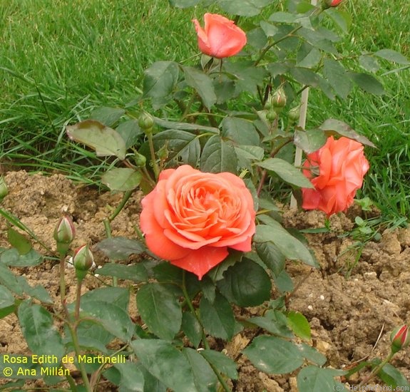 'Edith de Martinelli' rose photo