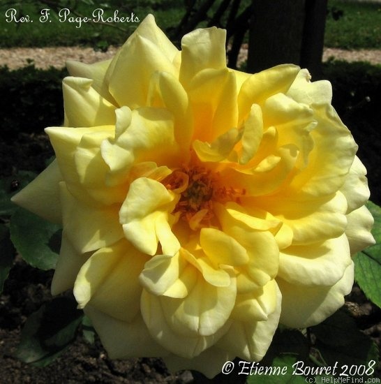 'Reverend F. Page-Roberts' rose photo