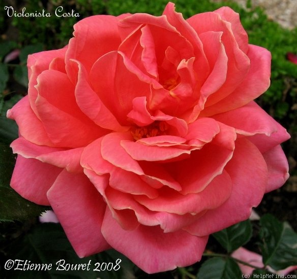 'Violonista Costa' rose photo