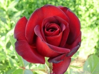 'Mildred Scheel ®' rose photo