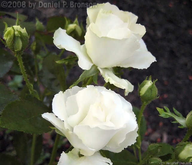 'Iceberg (floribunda, Kordes 1958)' rose photo