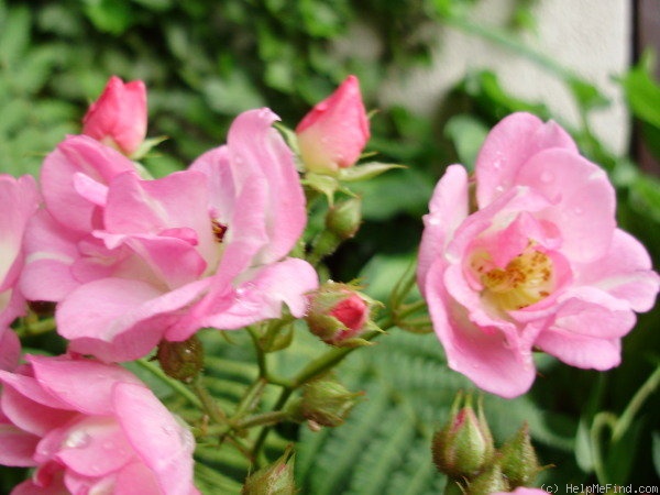 'Adrian Reverchon' rose photo