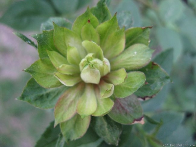 'Green Rose' rose photo