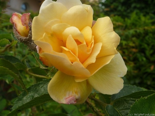 'Goldmoss' rose photo