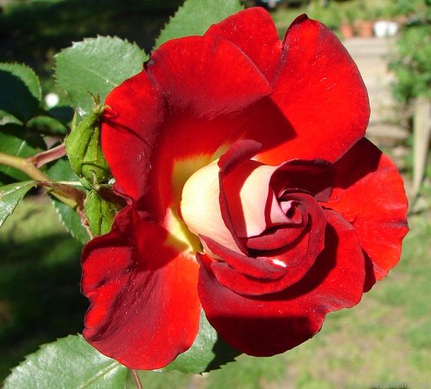 'Topsy Turvy ™' rose photo