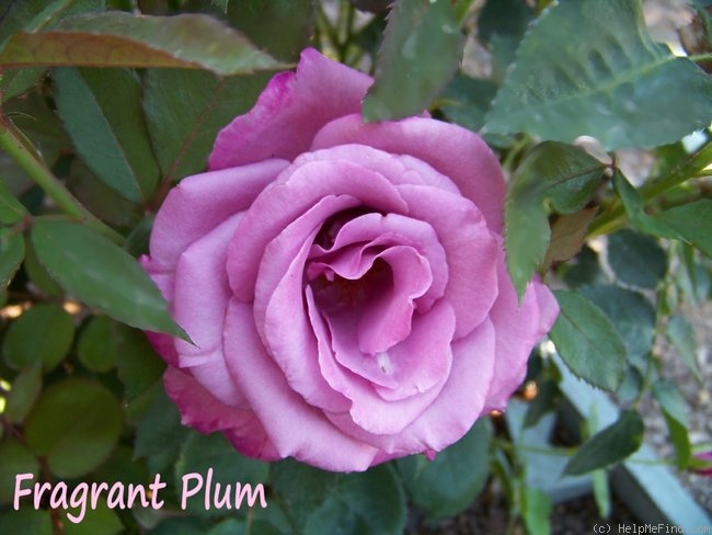 'Fragrant Plum (hybrid tea, Christensen before 1988)' rose photo