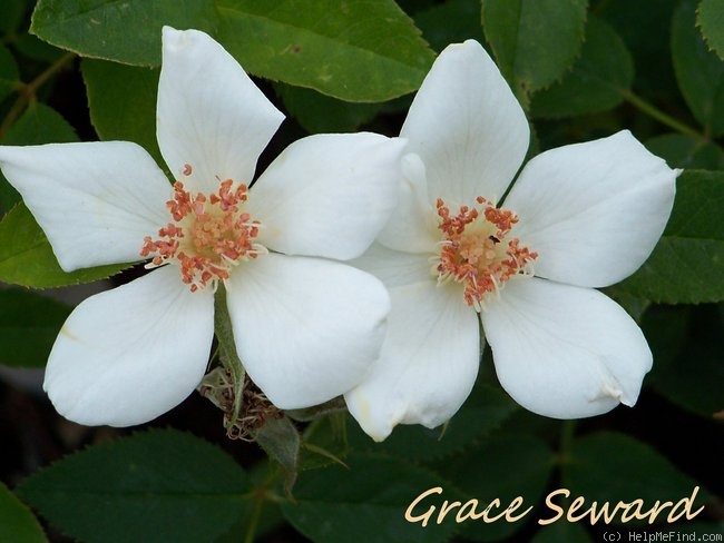 'Grace Seward' rose photo