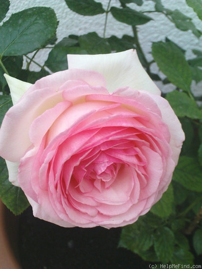 'Pierre de Ronsard ®' rose photo
