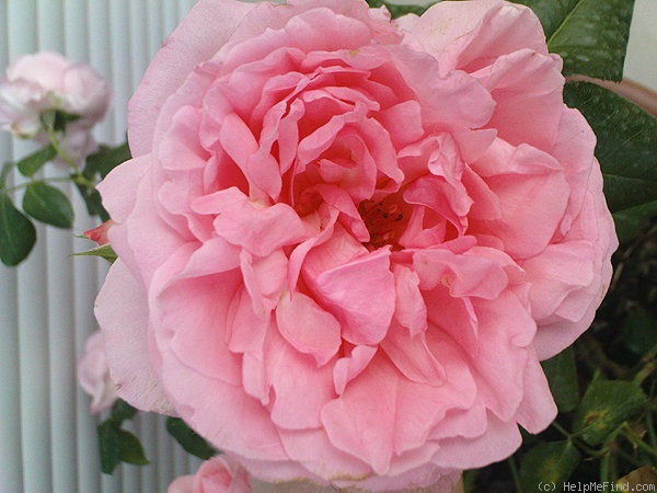 'Comtesse de Ségur ® (hybrid tea, Delbard, 1994)' rose photo