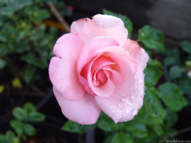 'My Amore' rose photo