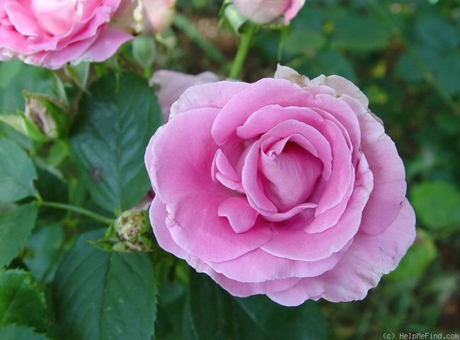 'Southern Breeze' rose photo