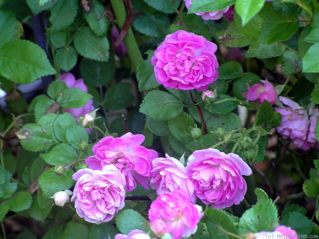 'Sweet Pea (Polyantha, Shoup, 2006)' rose photo