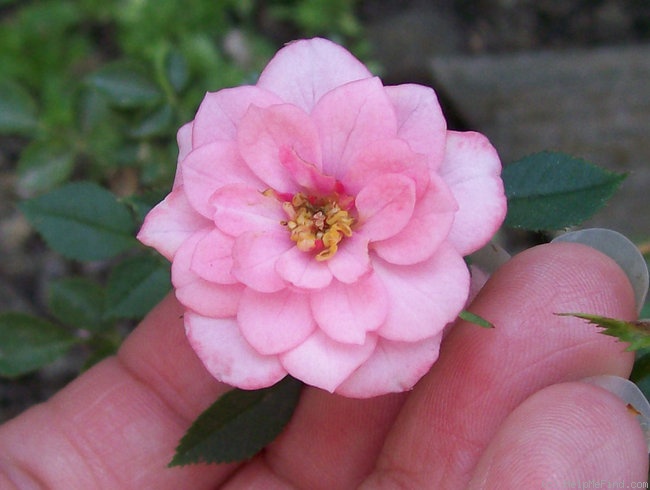'Little Sister (miniature, Ralph S. Moore, 2004)' rose photo