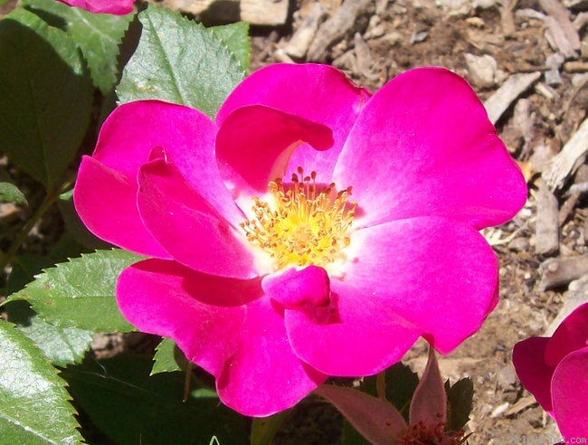 'Gina's Rose™ (Shrub, Moore, 2006)' rose photo