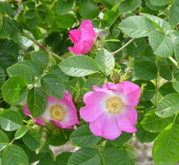 'Eglantine (species)' rose photo