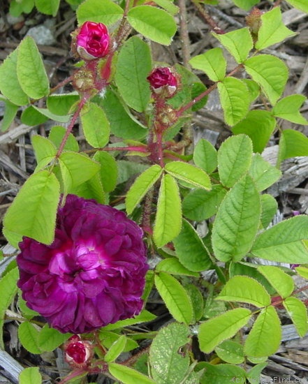 'Capitaine John Ingram' rose photo