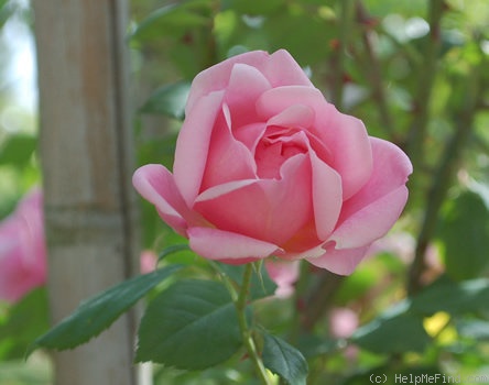 'Mary Wallace' rose photo