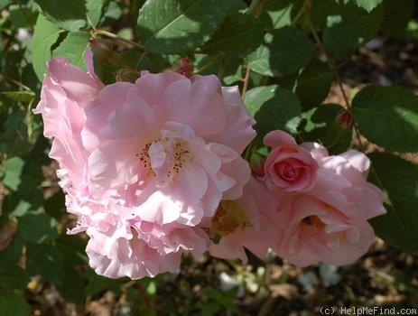 'Fritz Nobis' rose photo