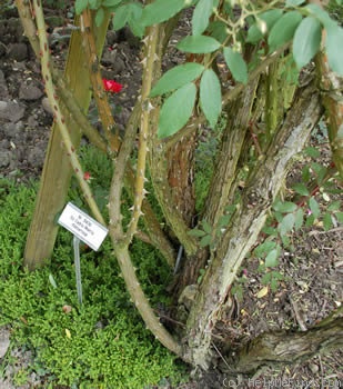 'Sir Cedric Morris (climber, Morris, 1980)' rose photo