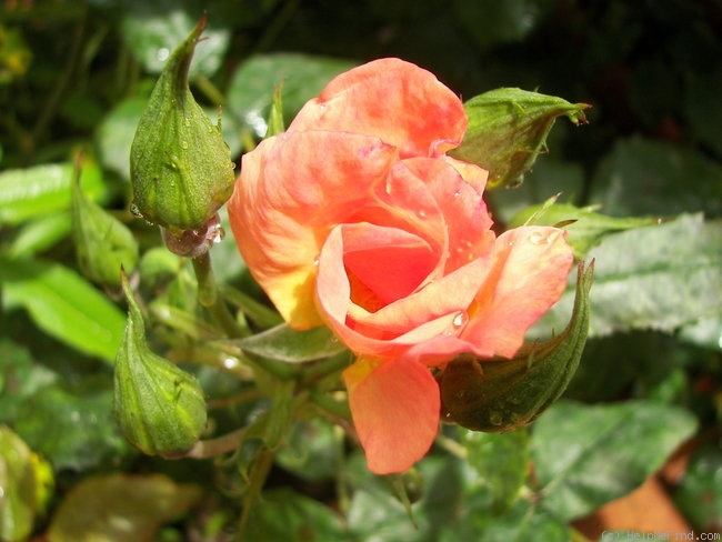 'Tramonto Estivo ®' rose photo