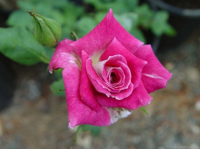 'S.E.A. of Love' rose photo