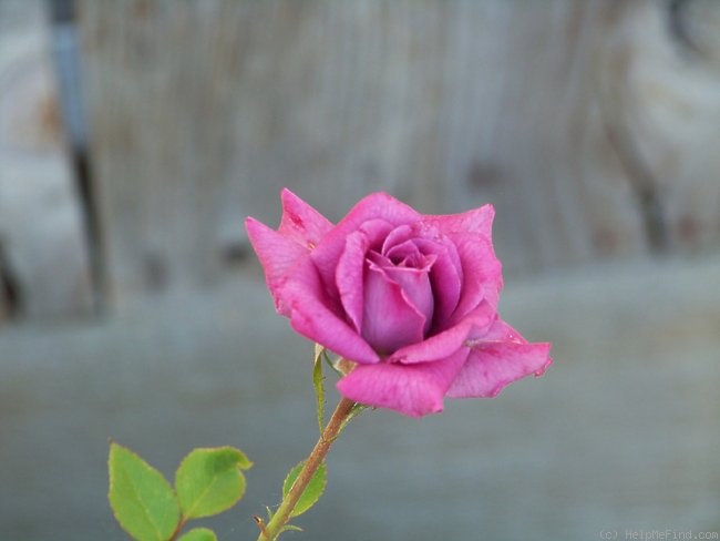 'Vista ™ (miniature, Saville 1994)' rose photo