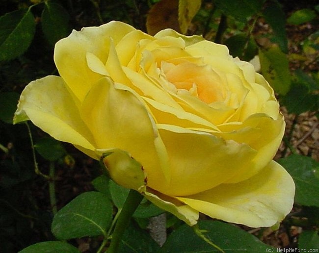 'St. Patrick ™ (hybrid tea, Strickland, 1986)' rose photo