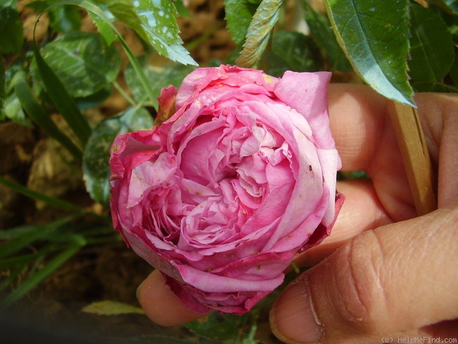 'Comtesse Cahen d'Anvers' rose photo