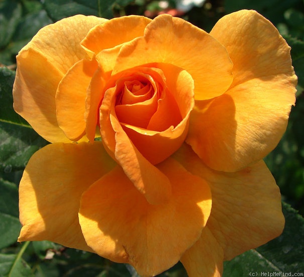'Vavoom ™' rose photo