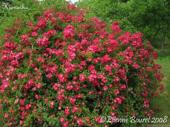 'Hiawatha' rose photo