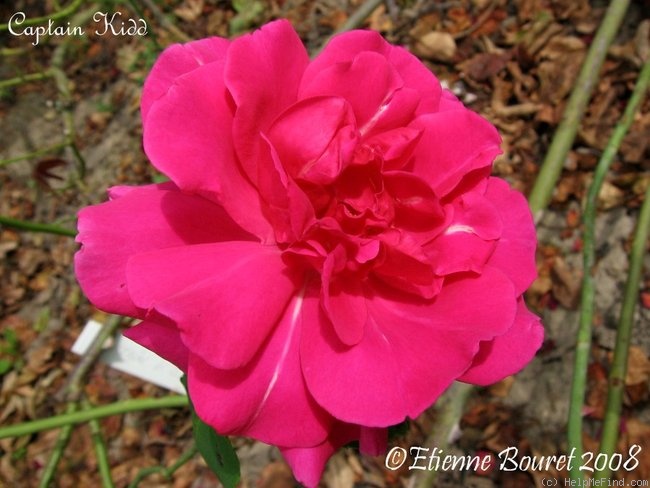 'Captain Kidd' rose photo