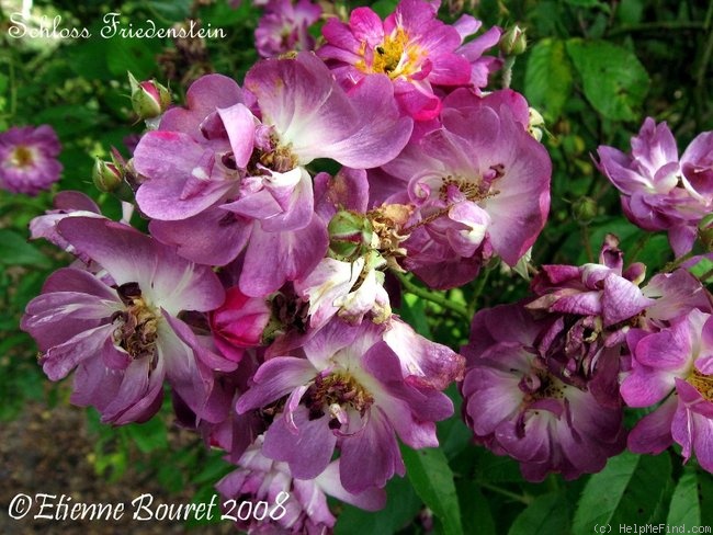 'Schloss Friedenstein' rose photo