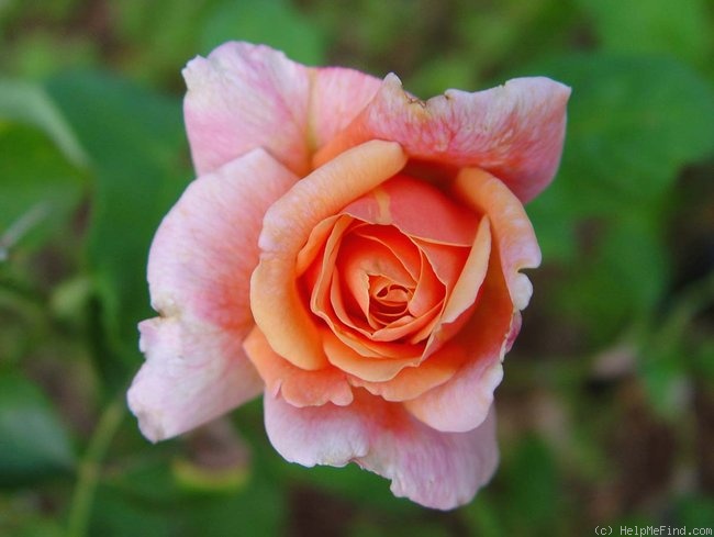 'Butterscotch (hybrid tea, Byrum/Hill, 1942)' rose photo