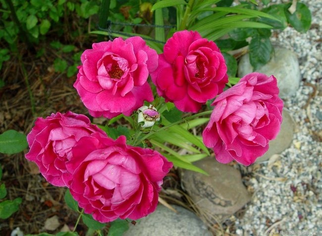 'Incense Indigo ™' rose photo