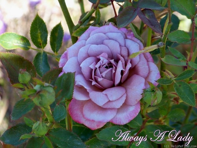 'Always a Lady' rose photo