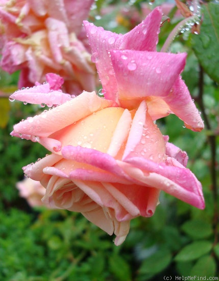 'Mademoiselle Franziska Krüger' rose photo