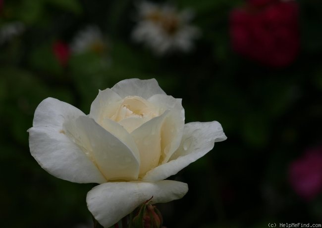 'Nelson's Pride' rose photo