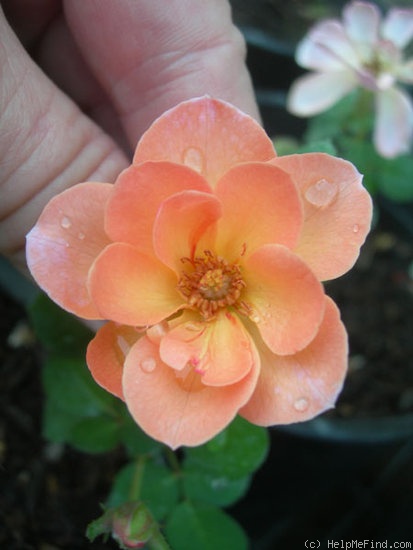 'VAHXMIA' rose photo
