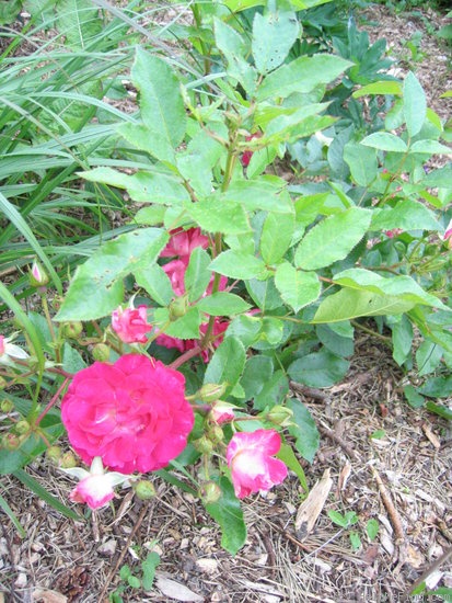 'Rivierenhof' rose photo