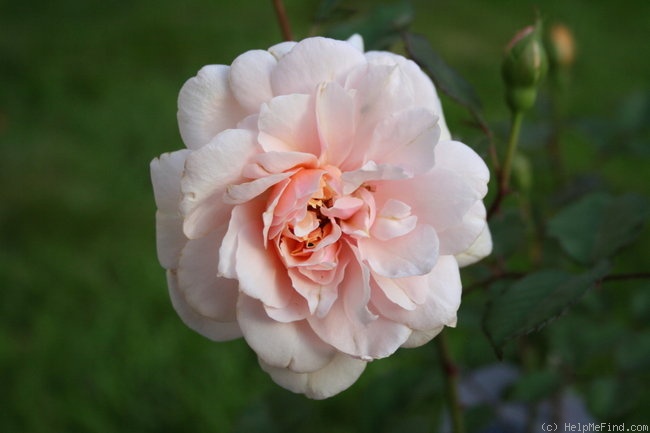 'Mrs. Fred Straker' rose photo