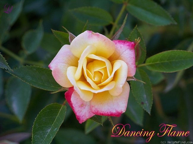 'Dancing Flame ™' rose photo