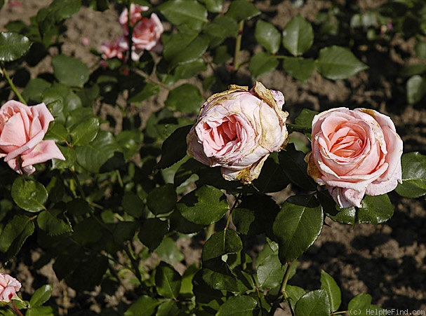 'Forsythe' rose photo