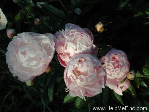 'Mrs. Franklin D. Roosevelt' peony photo