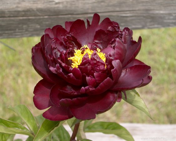 'Mons Martin Cahuzac' peony photo