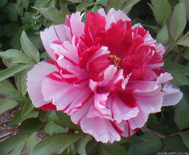 'Shimanishiki' peony photo