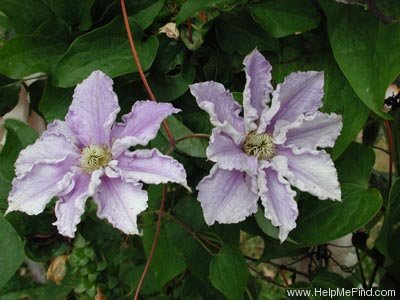 'Will Goodwin' clematis photo